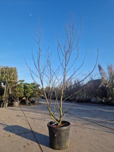 Liquidambar s. 'Worplesdon' 200-250 cm container meerstammig - afbeelding 4