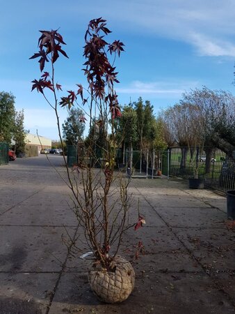 Liquidambar s. 'Worplesdon' 200-250 cm container meerstammig - afbeelding 2