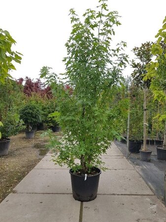 Liquidambar s. 'Worplesdon' 200-250 cm container meerstammig - afbeelding 1