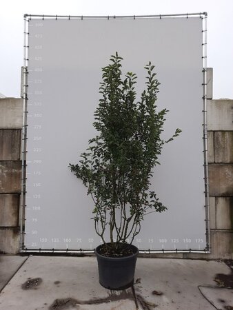 Malus 'Braendkjaer' 250-300 cm draadkluit meerstammig