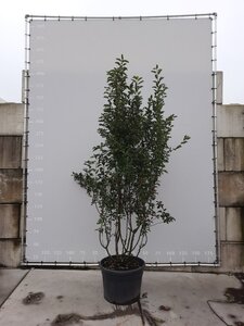 Malus 'Braendkjaer' 250-300 cm draadkluit meerstammig