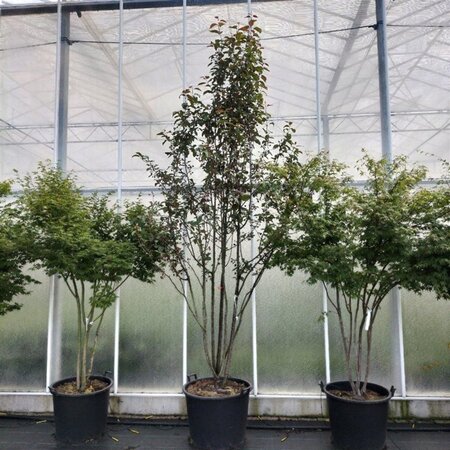 Malus 'Braendkjaer' 300-350 cm container meerstammig - afbeelding 2