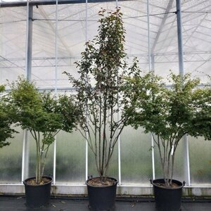 Malus 'Braendkjaer' 300-350 cm container multi-stem - image 2