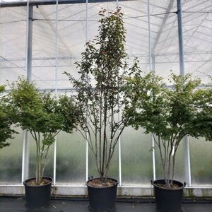 Malus 'Braendkjaer' 300-350 cm container multi-stem