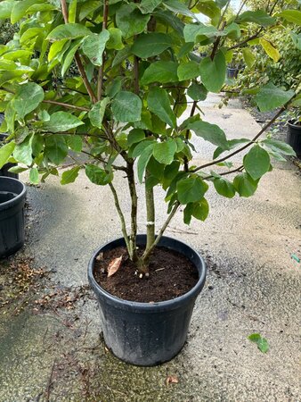Magnolia 'Daphne' 200-225 cm cont. 90L meerstammig - afbeelding 1