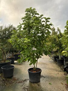 Magnolia 'Daphne' 200-225 cm cont. 90L meerstammig - afbeelding 2