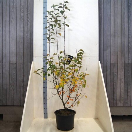 Malus 'Evereste' 125-150 cm cont. 20L meerstammig - afbeelding 2