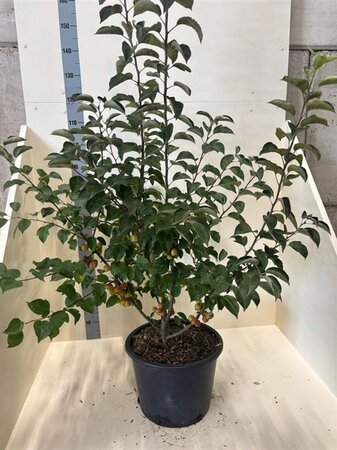Malus 'Evereste' 125-150 cm cont. 20L meerstammig - afbeelding 2