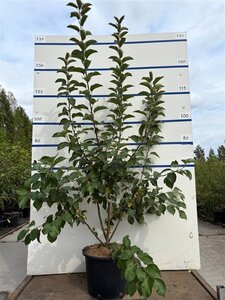 Malus 'Evereste' 125-150 cm cont. 20L meerstammig
