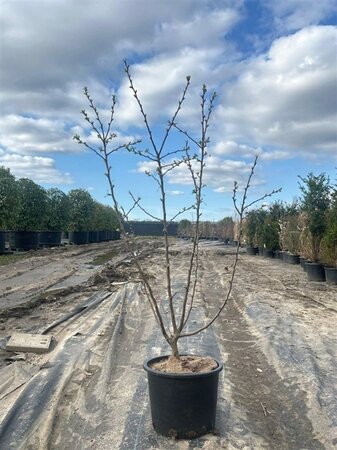 Malus 'Evereste' 125-150 cm cont. 20L meerstammig - afbeelding 1
