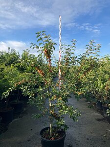 Malus 'Evereste' 175-200 cm cont. 95L meerstammig