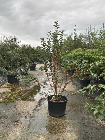 Malus 'Evereste' 175-200 cm cont. 95L meerstammig - afbeelding 2