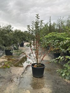 Malus 'Evereste' 175-200 cm cont. 95L meerstammig - afbeelding 2