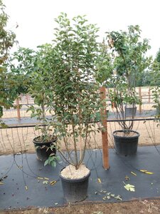 Malus 'Evereste' 200-250 cm cont. 45L meerstammig - afbeelding 1