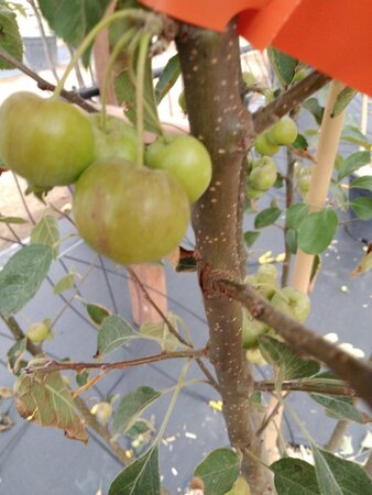 Malus 'Evereste' 200-250 cm cont. 45L meerstammig - afbeelding 2