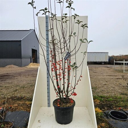 Malus 'Evereste' 200-250 cm cont. 55L meerstammig