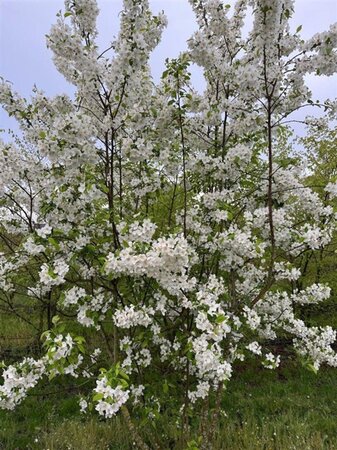 Malus 'Evereste' 200-250 cm draadkluit meerstammig - afbeelding 1