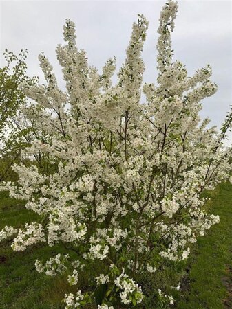 Malus 'Evereste' 200-250 cm draadkluit meerstammig - afbeelding 2