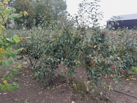Malus 'Evereste' 200-250 cm draadkluit meerstammig - afbeelding 6