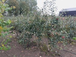 Malus 'Evereste' 200-250 cm draadkluit meerstammig - afbeelding 6