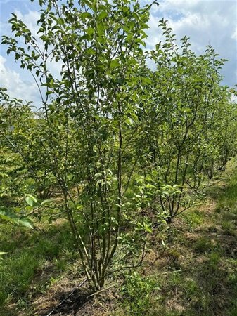 Malus 'Evereste' 200-250 cm draadkluit meerstammig - afbeelding 3