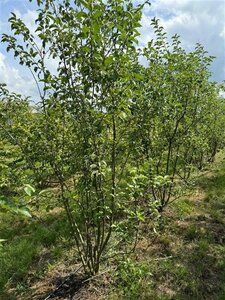 Malus 'Evereste' 200-250 cm draadkluit meerstammig - afbeelding 3