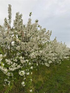Malus 'Evereste' 200-250 cm draadkluit meerstammig - afbeelding 4