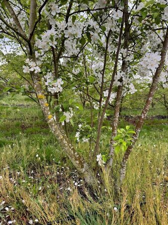 Malus 'Evereste' 200-250 cm draadkluit meerstammig - afbeelding 5