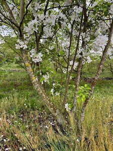 Malus 'Evereste' 200-250 cm draadkluit meerstammig - afbeelding 5