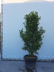 Magnolia 'Genie' 200-225 cm WRB multi-stem