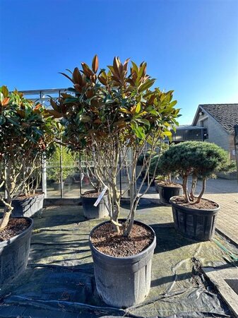 Magnolia grandiflora 150-175 cm container meerstammig - afbeelding 1