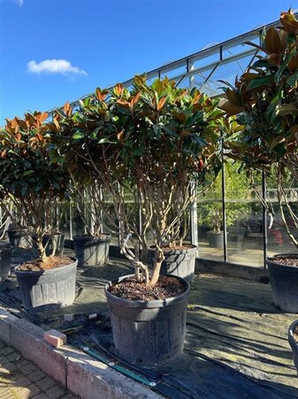 Magnolia grandiflora 150-175 cm container meerstammig - afbeelding 2
