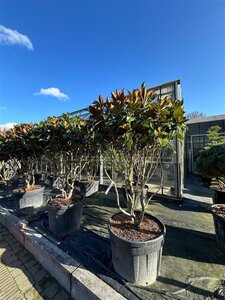 Magnolia grandiflora 150-175 cm container meerstammig - afbeelding 3