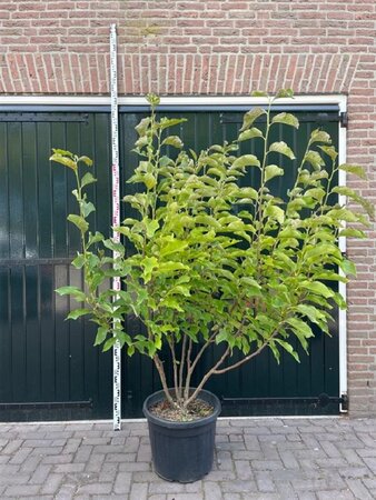 Magnolia 'Heaven Scent' 200-250 cm container meerstammig