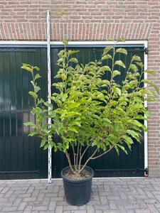 Magnolia 'Heaven Scent' 200-250 cm container meerstammig