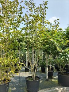 Magnolia 'Heaven Scent' 300-350 cm container meerstammig