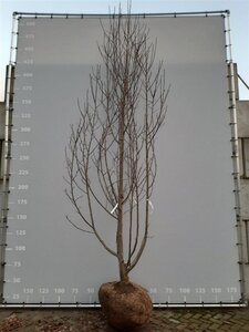 Magnolia 'Heaven Scent' 350-400 cm draadkluit meerstammig