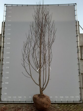 Magnolia 'Heaven Scent' 350-400 cm draadkluit meerstammig - afbeelding 2
