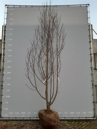 Magnolia 'Heaven Scent' 350-400 cm WRB multi-stem - image 1