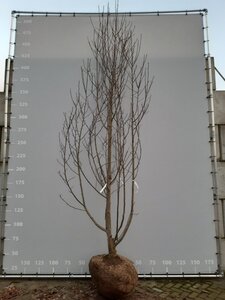 Magnolia 'Heaven Scent' 350-400 cm WRB multi-stem - image 2