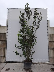 Magnolia 'Heaven Scent' 400-450 cm draadkluit meerstammig