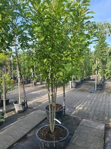 Magnolia kobus 200-250 cm container meerstammig - afbeelding 2