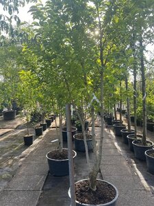 Magnolia kobus 200-250 cm container meerstammig - afbeelding 3