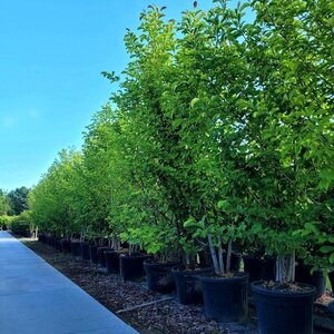 Magnolia kobus 200-250 cm container meerstammig