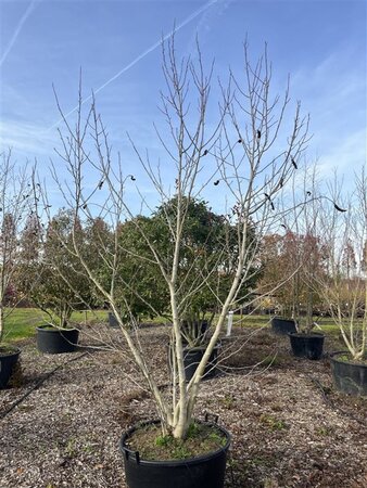 Magnolia kobus 300-350 cm cont. 130L multi-stem