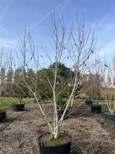 Magnolia kobus 300-350 cm cont. 130L multi-stem