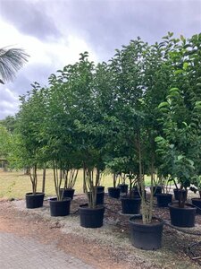 Magnolia kobus 300-350 cm cont. 230L meerstammig