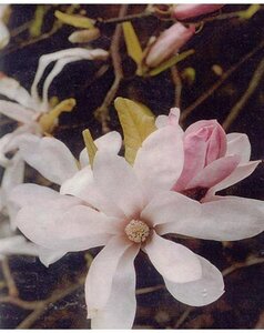 Magnolia loebneri 'Leonard Messel' 150-175 cm container meerstammig