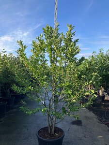 Magnolia loebneri 'Leonard Messel' 200-225 cm cont. 90L meerstammig