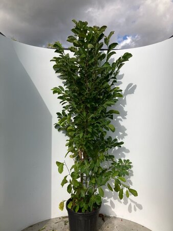 Magnolia loebneri 'Merrill' 200-225 cm cont. 45L meerstammig - afbeelding 2